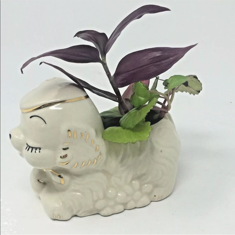 Miniature Lamb Succulent White Planter ❤️